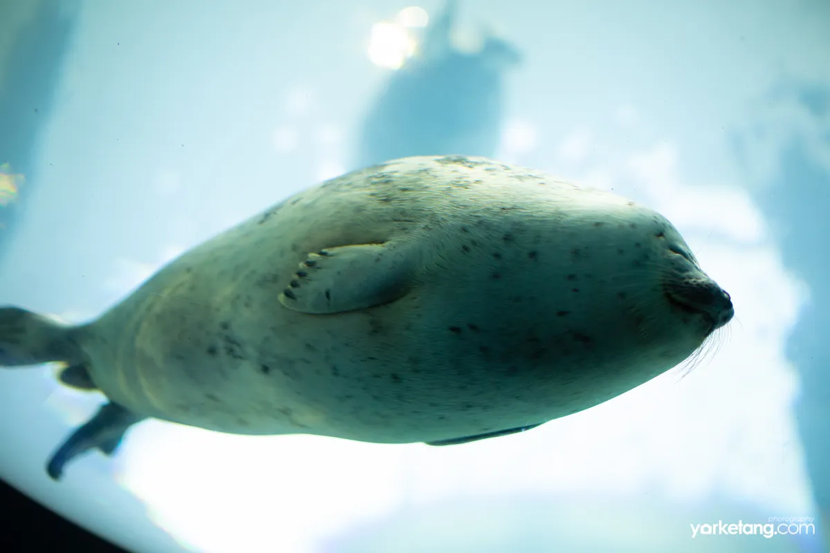 海游馆里的海狮